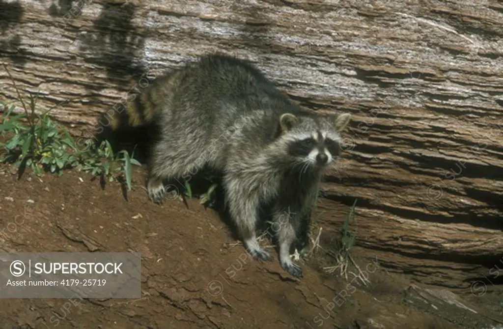 Raccoon (Procyon lotor), adult, UT