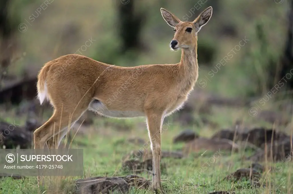 Bohor Reedbuck, female (R. redunca), Mara, Kenya
