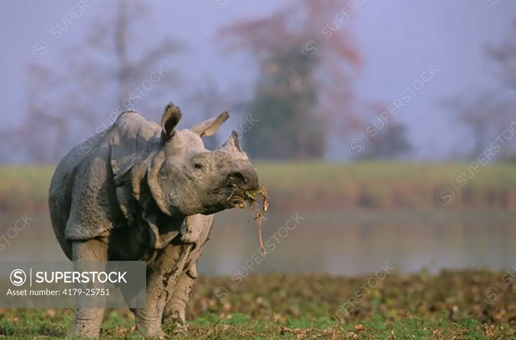 One-horned or Indian Rhino (Rhinoeros unicornis), Kazaringa, India