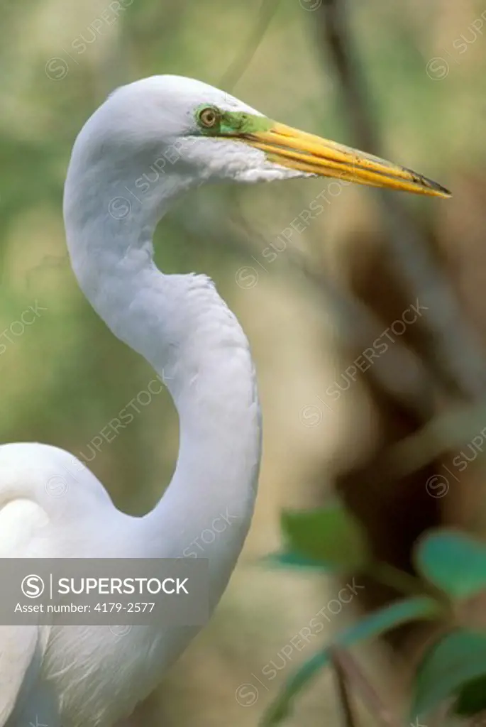 Great Egret (aka American) (Casmerodius albus), head, breeding color, Corkscrew Swamp FL, Florida