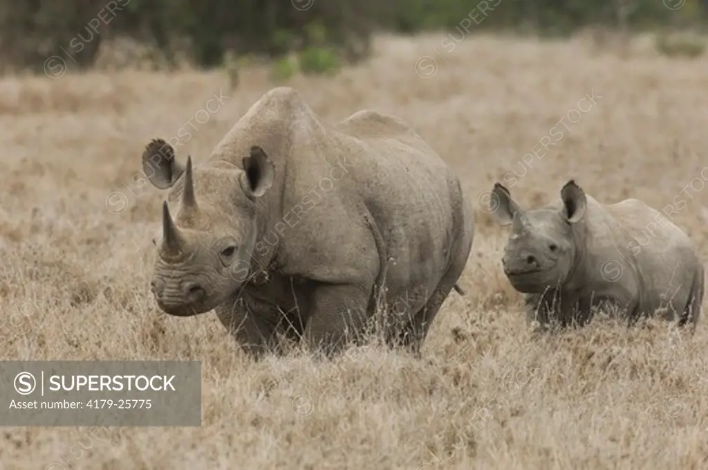 Black Rhino and young one (Diceros bicornis) Sweetwaters Camp, Kenya