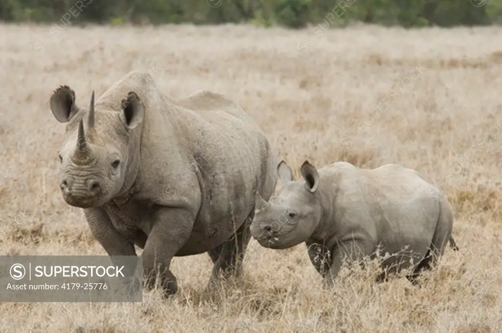 Black Rhino and young one in plains (Diceros bicornis) Sweetwaters Camp, Kenya