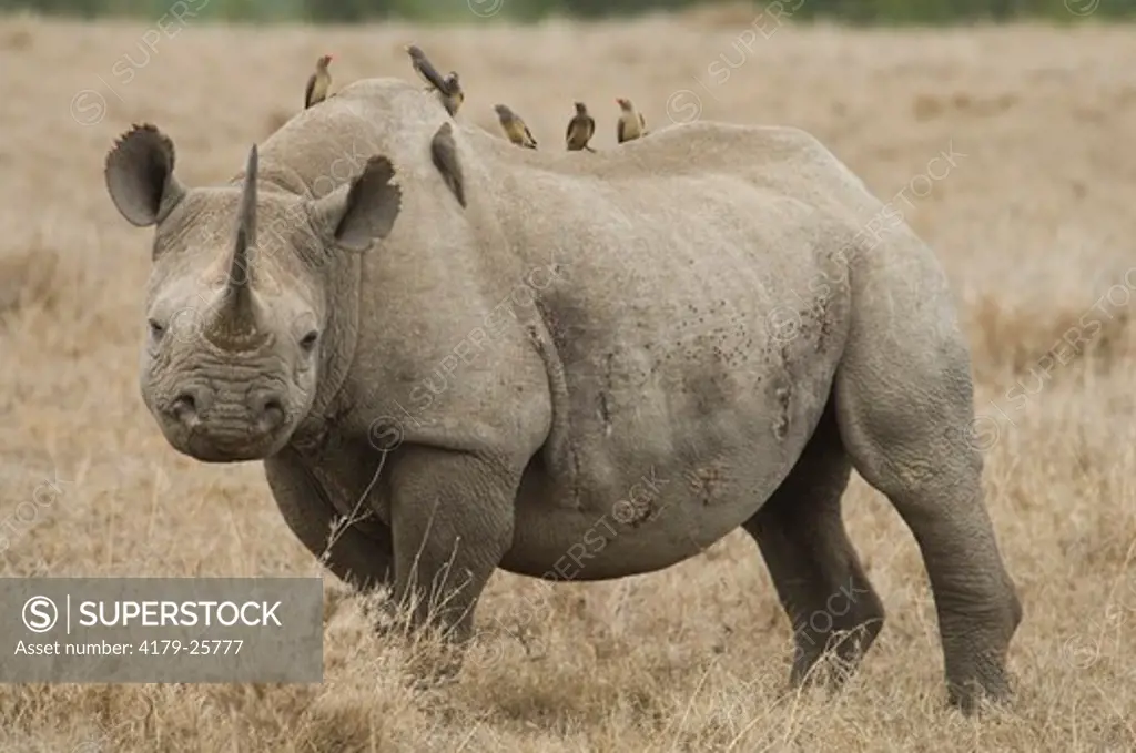 Black Rhino (Diceros bicornis) in plains-oxpeckers on back Sweetwaters Camp, Kenya