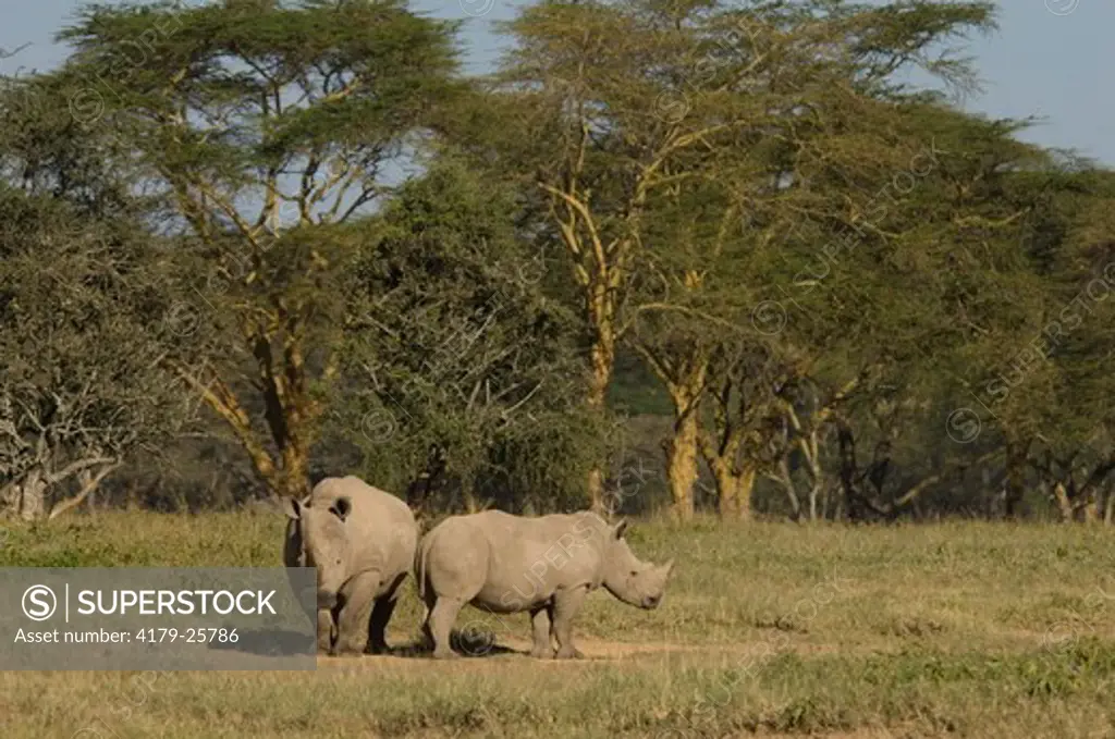 White Rhino and older calf, Lake Nakuru National Park, Kenya