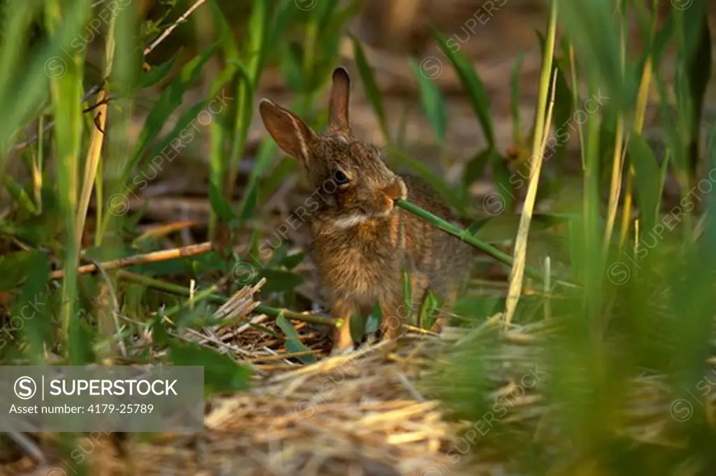 E. Cottontail Rabbit (Sylvilagus floridanus) eats Spartina, NJ Stone Harbor, edge of marsh, New Jersey