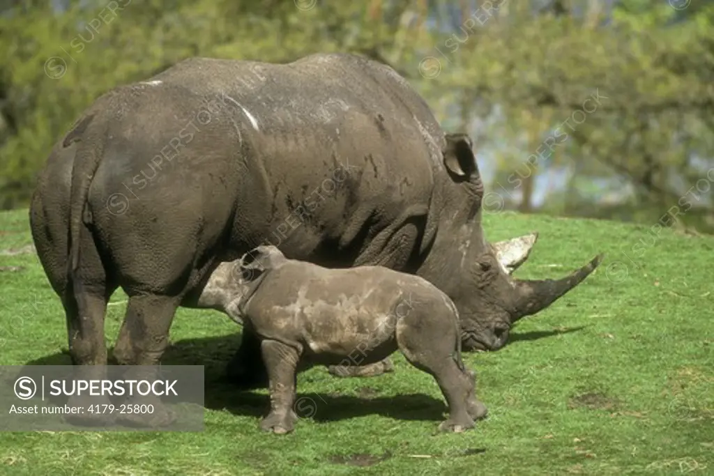 White Rhinoceros (Ceratoterium simum) with nursing young