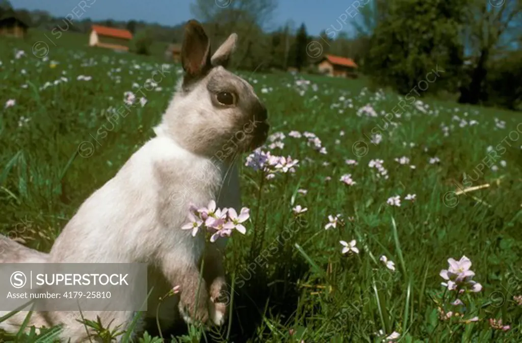 Domestic Rabbit (Oryctolagus cuniculus) Bavaria, Germany