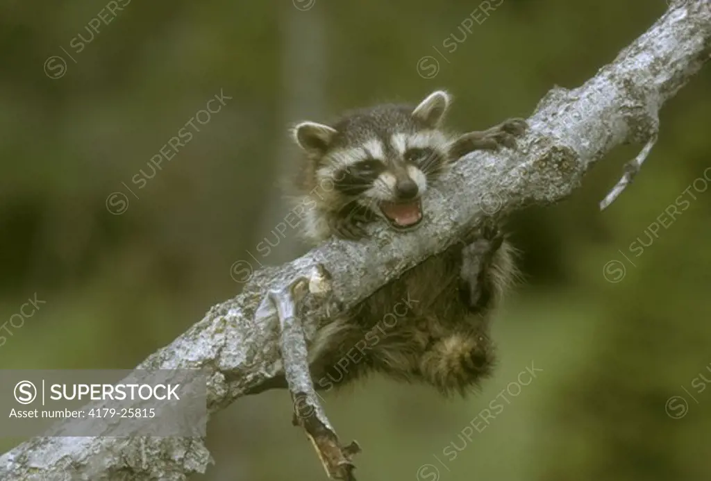 Northern Raccoon Pup (Procyon lotor) N-C America, Europe  (IC)