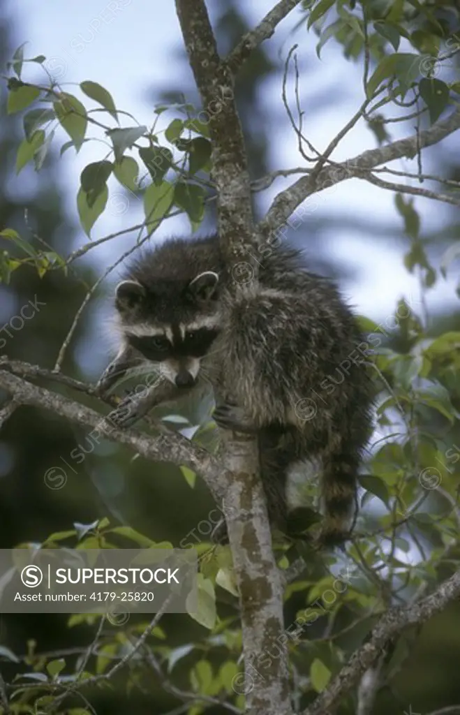 Raccoon (Procyon lotor) in tree, N. America, Europe