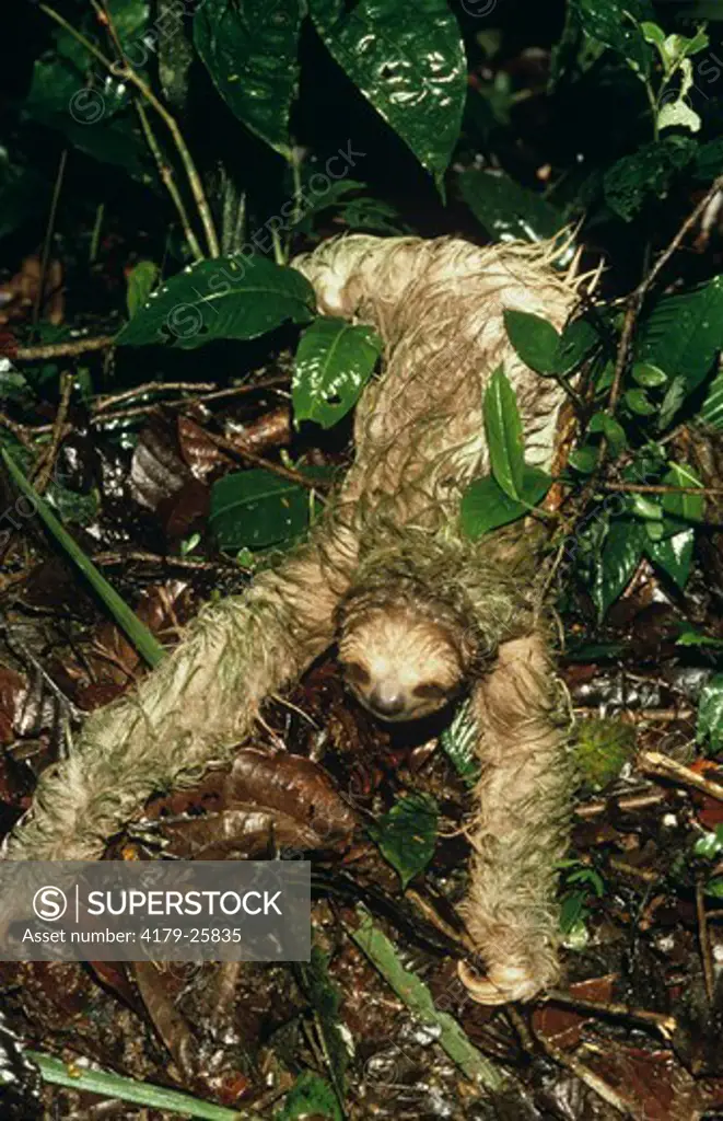 Three-Toed Sloth (Bradypus variegatus) Costa Rica, Central America