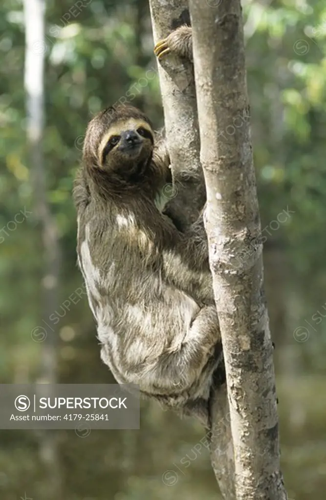 Brown-throated Three-toed Sloth (Bradypus variegatus) Brazil