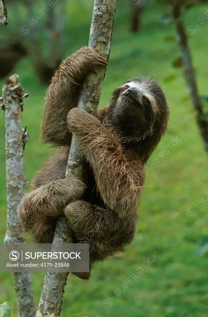 Three-Toed Sloth (Bradypus Variegatus)