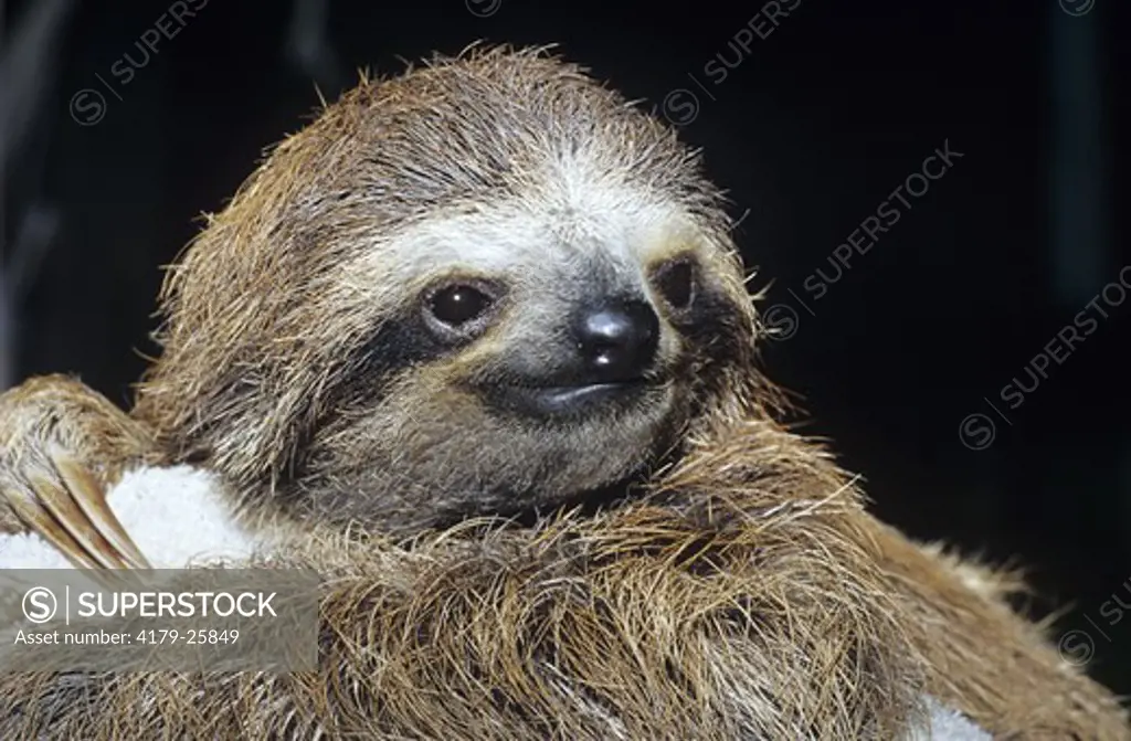 Three-Toed Sloth Baby Face (Bradypus Variegatus) Costa Rica