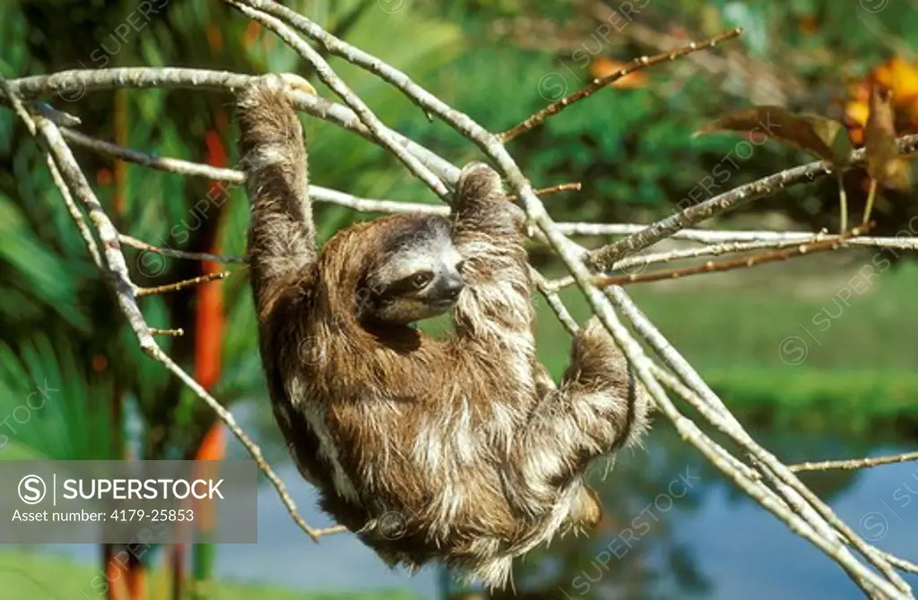 Three-toed Sloth (Bradypus variegatus) Costa Rica