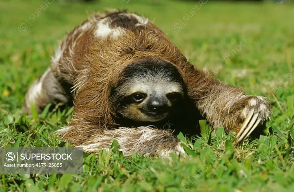 Three-Toed Sloth (Bradypus Variegatus) On Ground Crawling, Rehabilitation Center Of The Caribe, In Cahuita, Costa Rica
