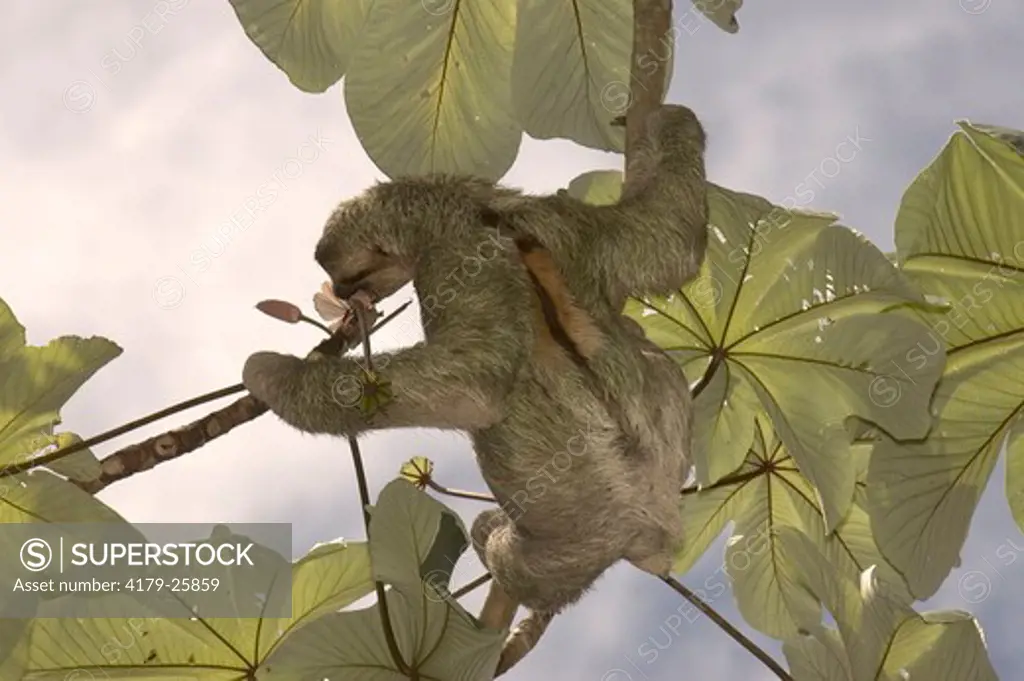 Three-toed Sloth (Bradypus tridactylus) feeding on Cercropia tree flower,Quepos, Costa Rica
