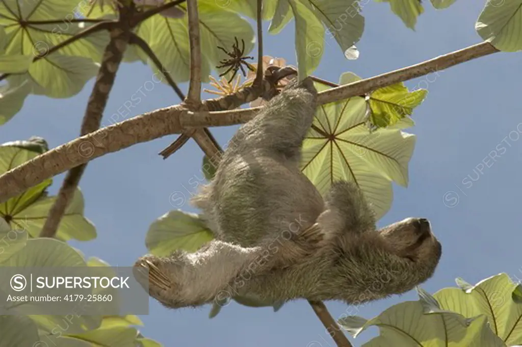 Three-toed Sloth (Bradypus tridactylus)  in Cercropia tree ,Quepos, Costa Rica