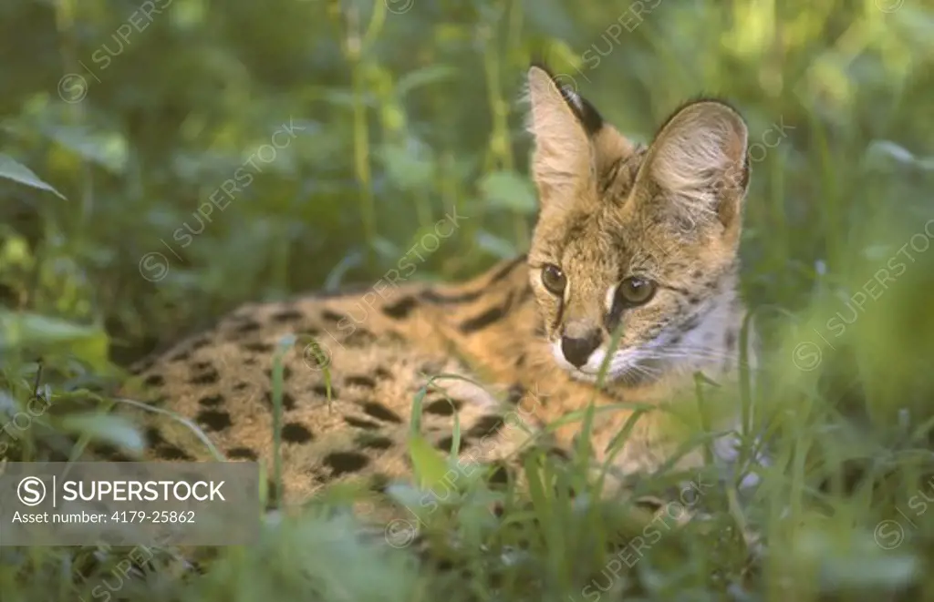 Serval (Felis serval), Fanies I., Greater St. Lucia Wetland Park, RSA