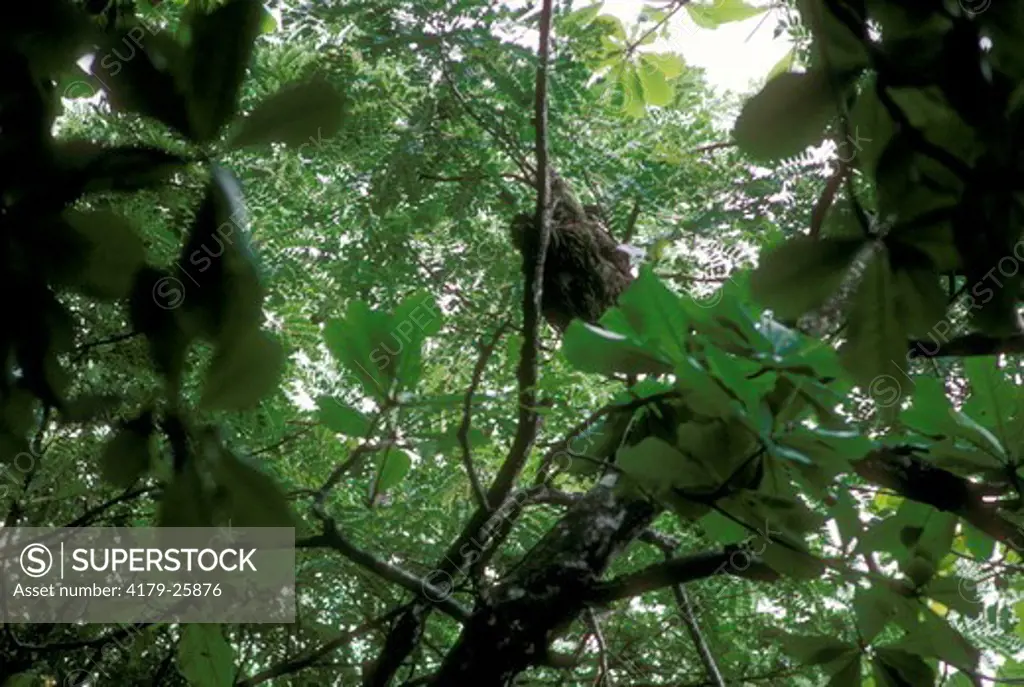 3-Toed Sloth (Bradypus variegatus) Wild Costa Rica