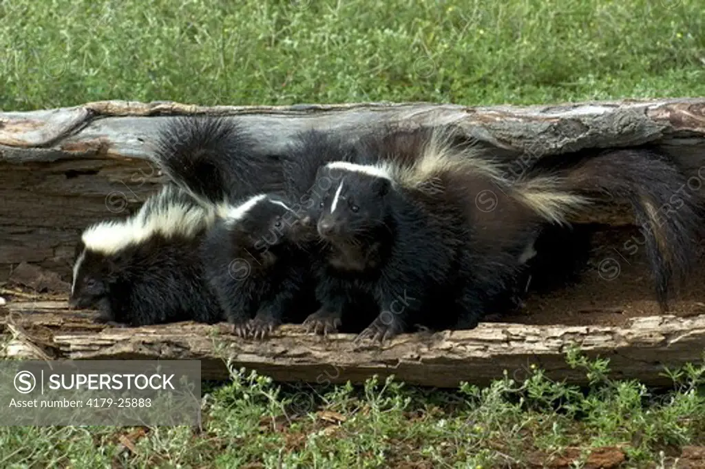 Striped Skunk (Mephitis mephitis)  w/young Minn.Wildlife Connection