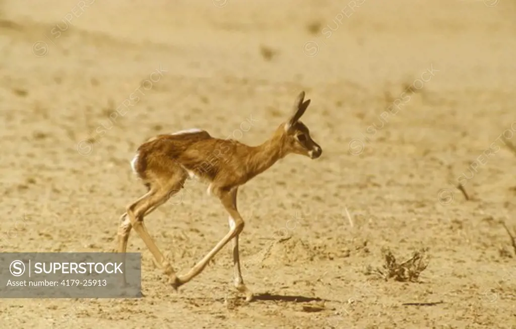 Springbok Lamb running (Antidorcus marsupialis) Kalahari Gemsbok Park