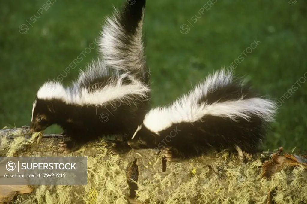 Striped Skunk Babies (Mephitis mephitis), Montana