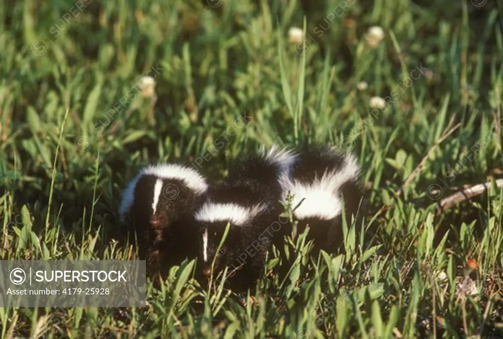 Young Striped Skunks (Mephitis mephitis) Vermont