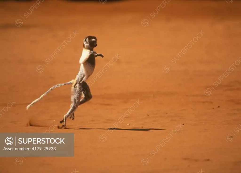 Verreaux's Sifaka dancing (Propthecus v. verreauxi), Berenty Reserve, Madagascar