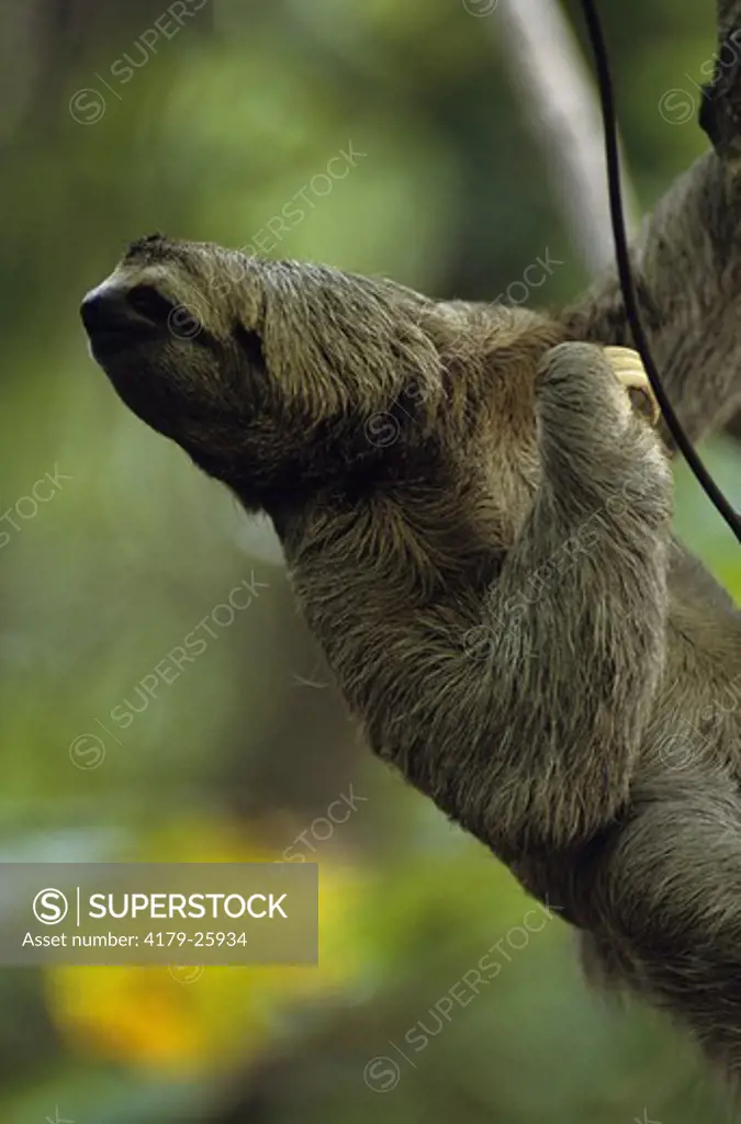 Three-toed Sloth (Bradypus variegatus) Manuel Antonio NP, Costa Rica