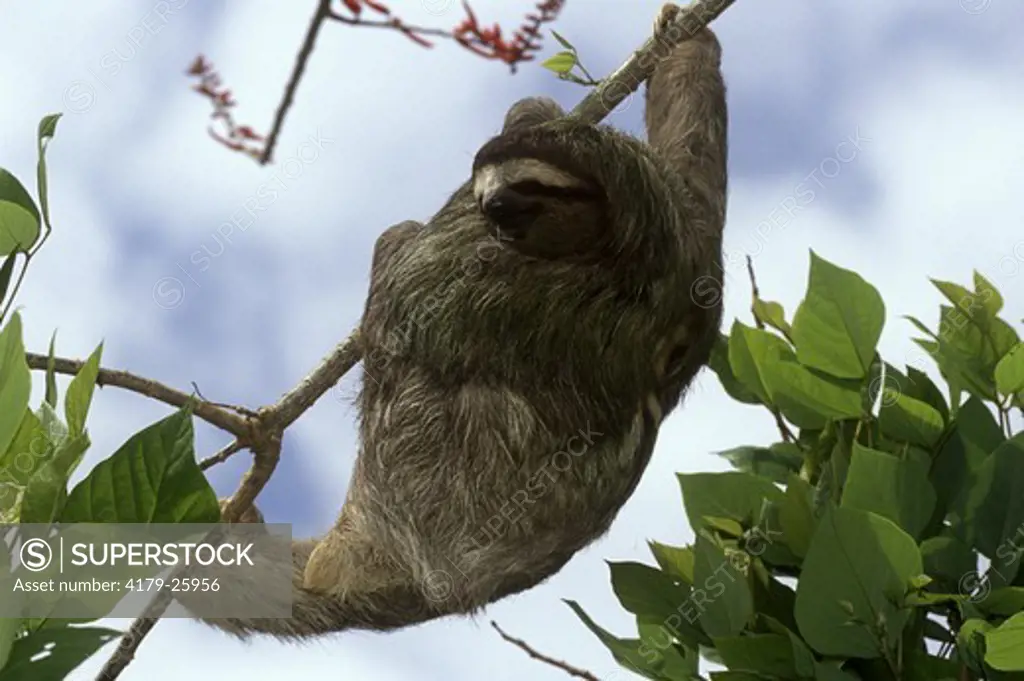Sloth, Brown-throated Three-toed (Bradypus variegatus), Costa Rica