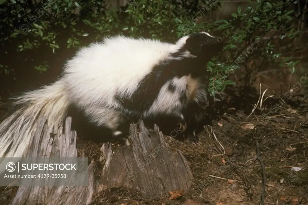 Striped Skunk (Mephitis mephitis) Montana