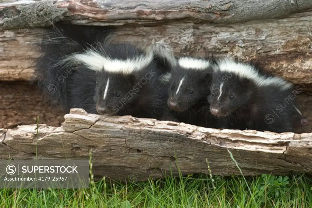 Baby striped skunks (Mephitis mephitis) controlled conditions