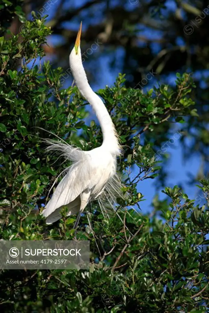 Great White Egret (Egretta alba) Florida, USA, adult on tree in breeding plumage, courtship