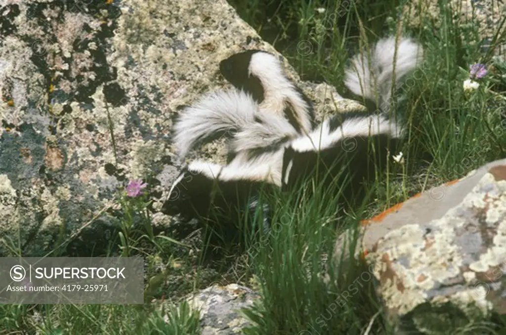 Striped Skunk Kittens (3) (Mephitis mephitis) West Boulder, Montana