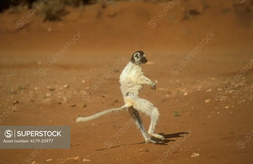 Verreaux's Sifaka leaping (Propithecus verreauxi), Berenty, Madagascar