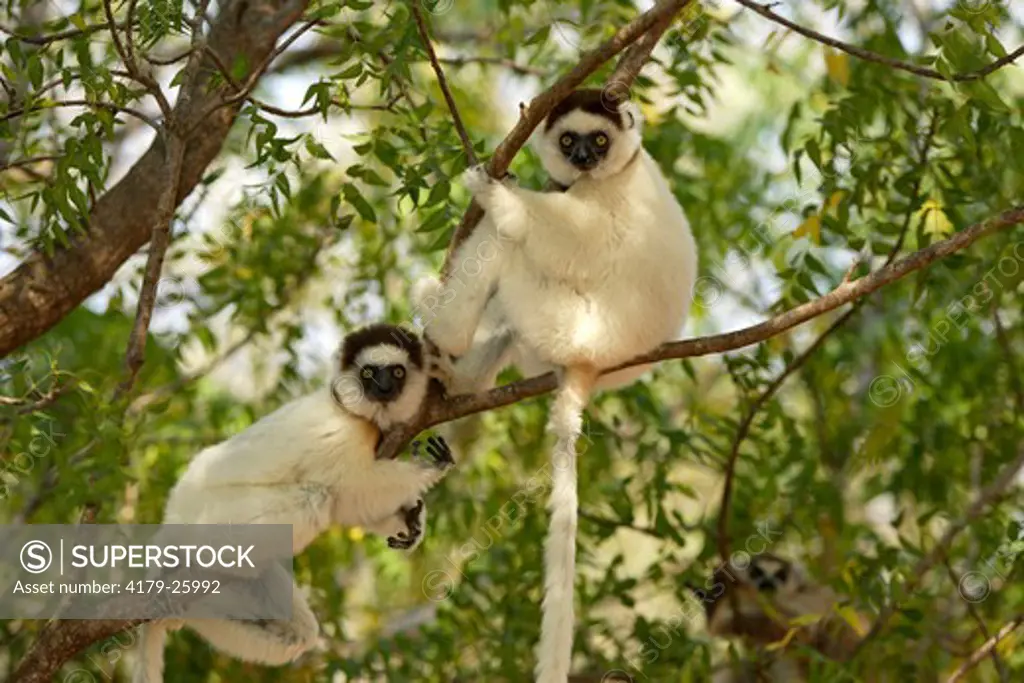 Verreaux`s Sifaka (Propithecus verreauxi) adults in Tree, Berenty Game Reserve, Madagascar