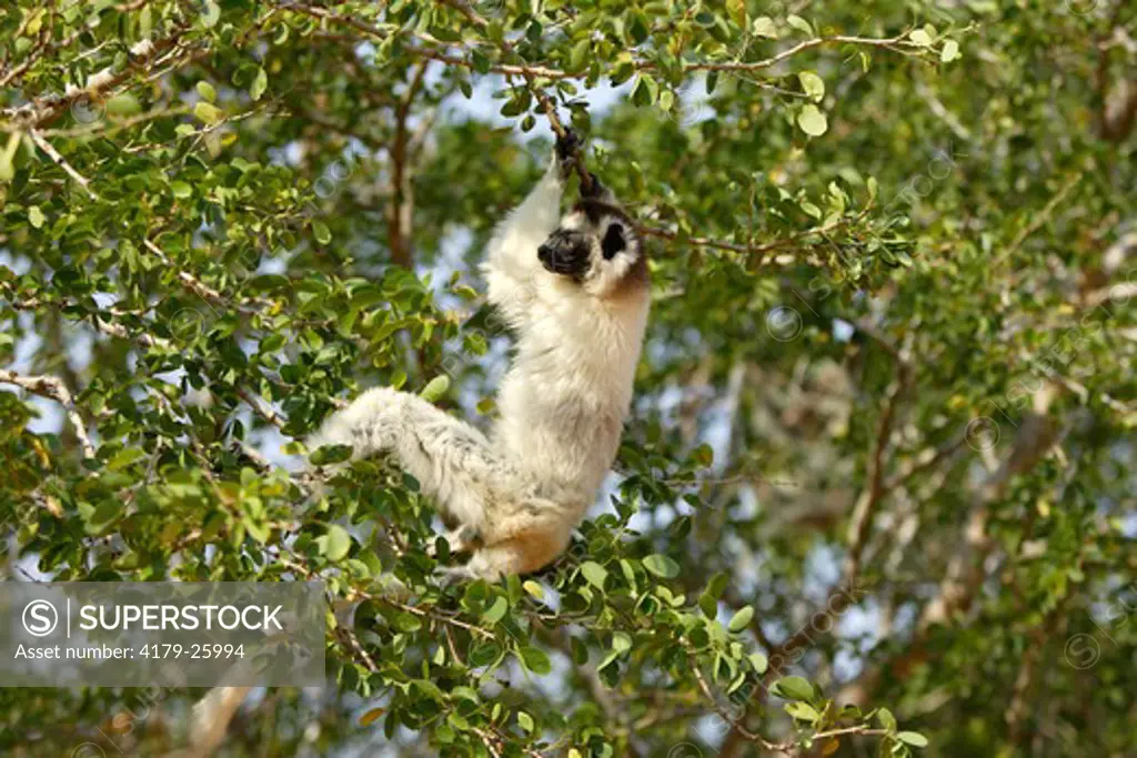 Verreaux`s Sifaka (Propithecus verreauxi) adult in Tree, Berenty Game Reserve, Madagascar