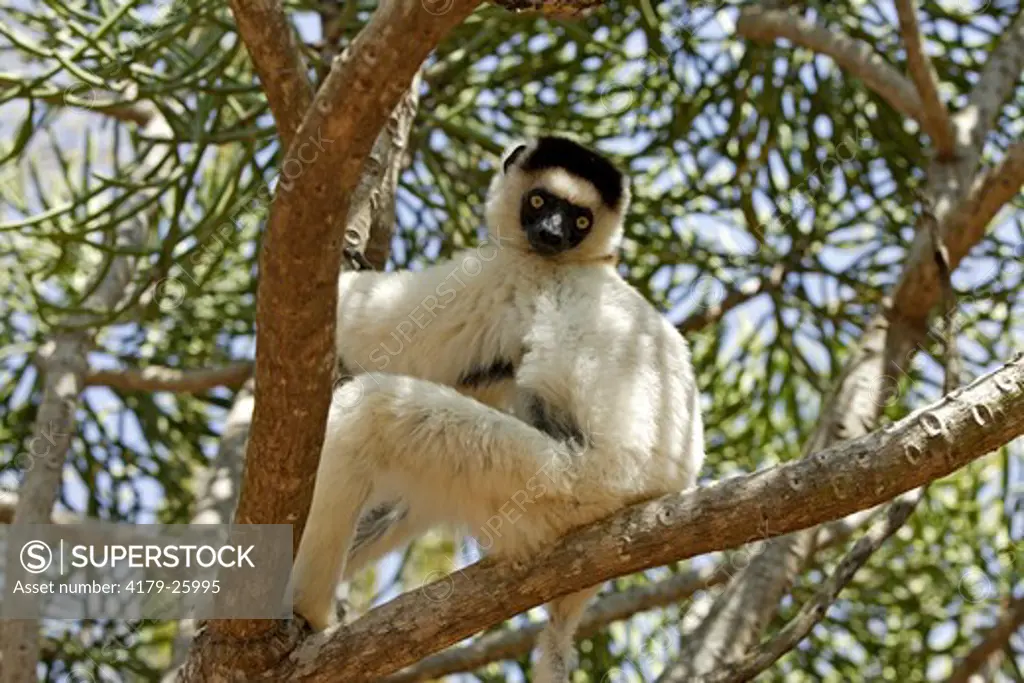 Verreaux`s Sifaka (Propithecus verreauxi) adult in Tree, Berenty Game Reserve, Madagascar