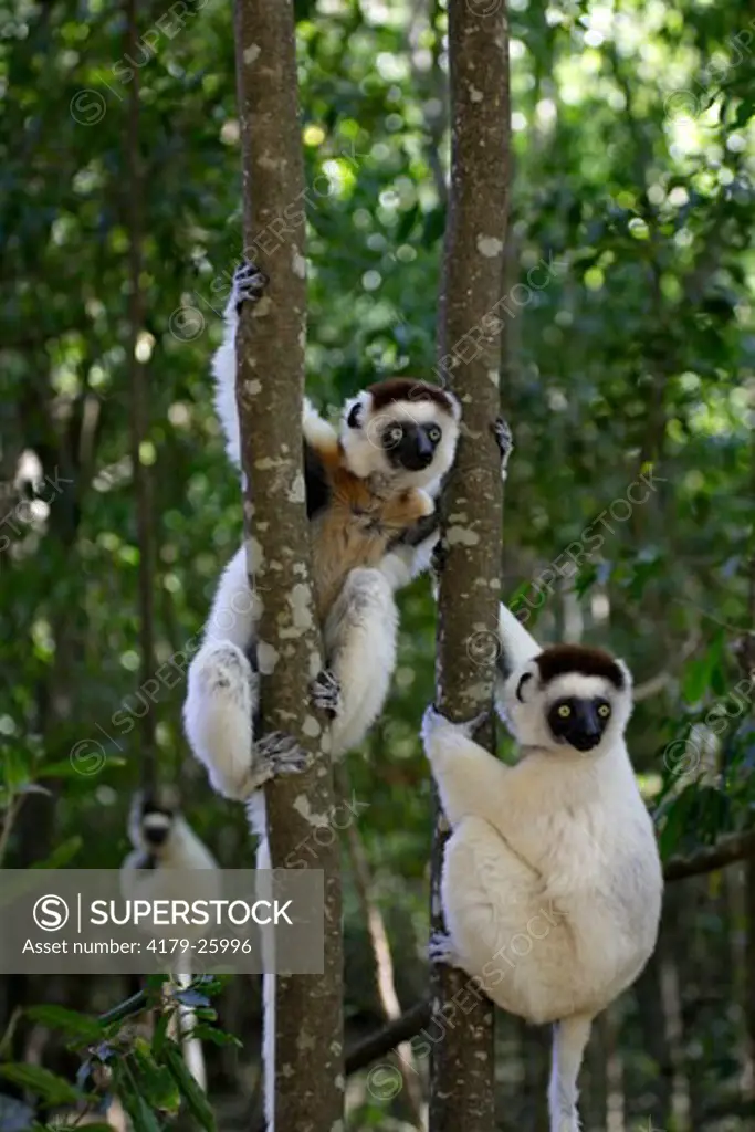 Verreaux`s Sifaka (Propithecus verreauxi) adults in Tree, Berenty Game Reserve, Madagascar