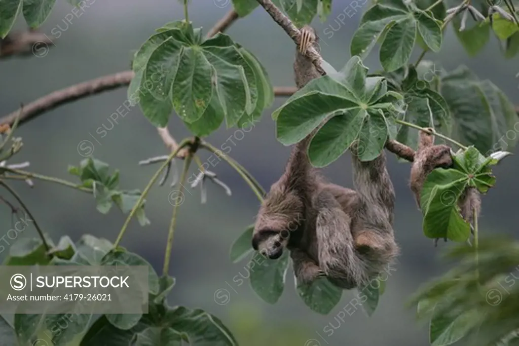 Three-toed Sloth (Bradypus variegatus)in Cecropia tree, Canopy Tower Lodge, Panama