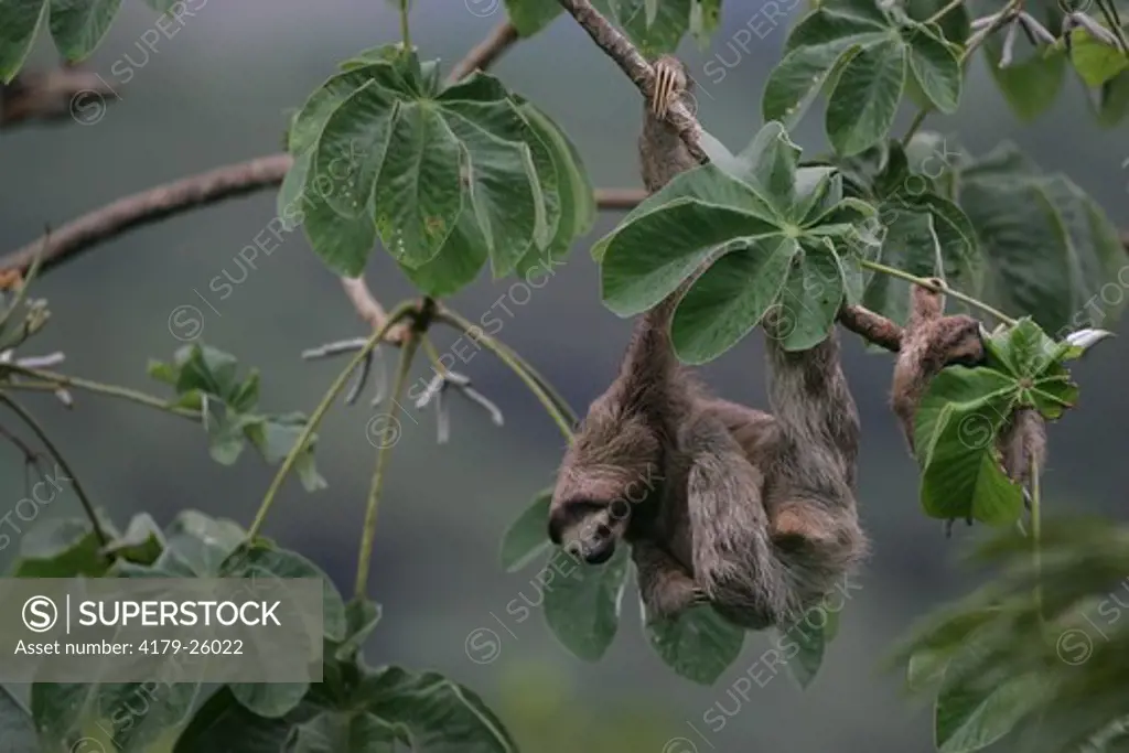 Three-toed Sloth (Bradypus variegatus) mother and child in Cecropia tree, Canal Zone, Panama