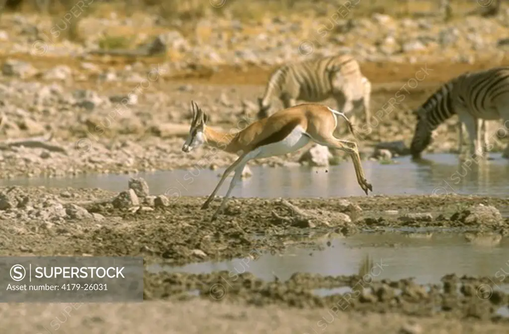 Springbok (Antidorcas marsupialis) Etosha NP, Namibia Africa