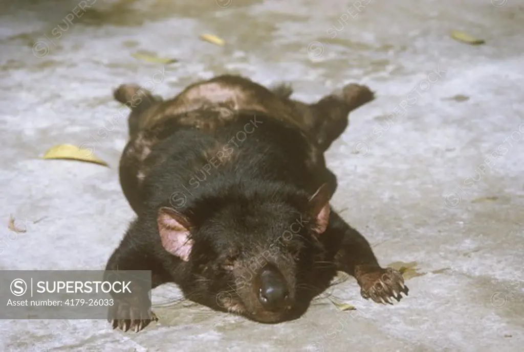 Tasmanian Devil, asleep, San Diego Zoo, California