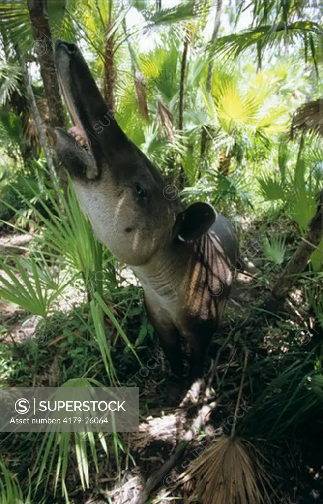 Bairds Tapir mouth open (Tapirus bairdii) Rainforest, Central America