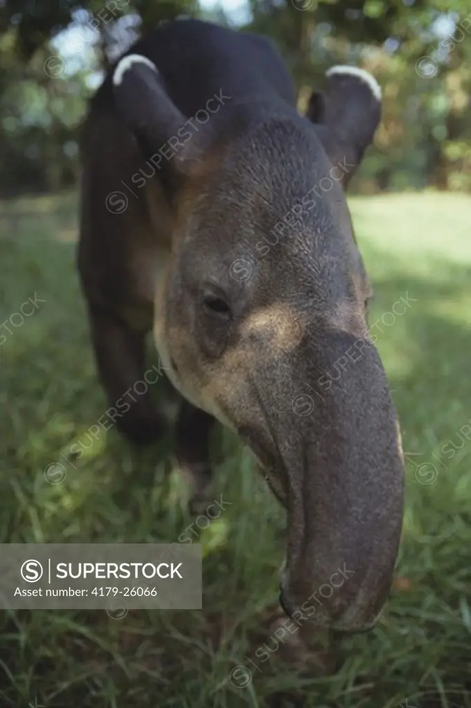 Tapir (Tapirella bairdii)