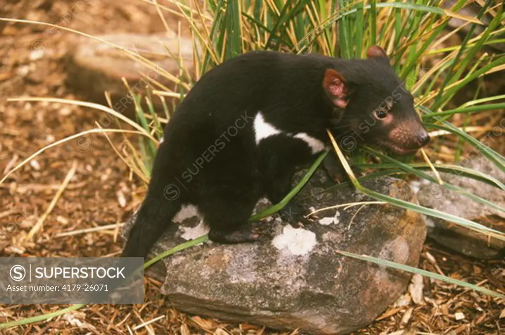 Tasmanian Devil at Bonorong W.P., Tasmania (Sarcophilus harrisii), orphaned Baby