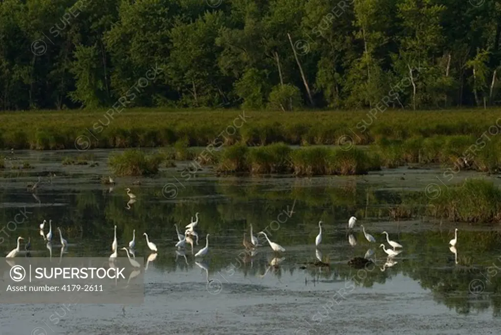 Great Egrets at sunrise (Casmerodius albus)  Carver County, Minnesota. Early-August