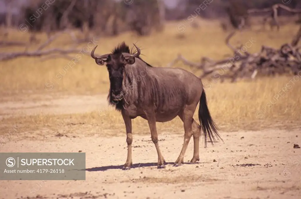 Blue Wildebeest or Gnu (Connochaetes taurinus), Hwange, Zimbabwe