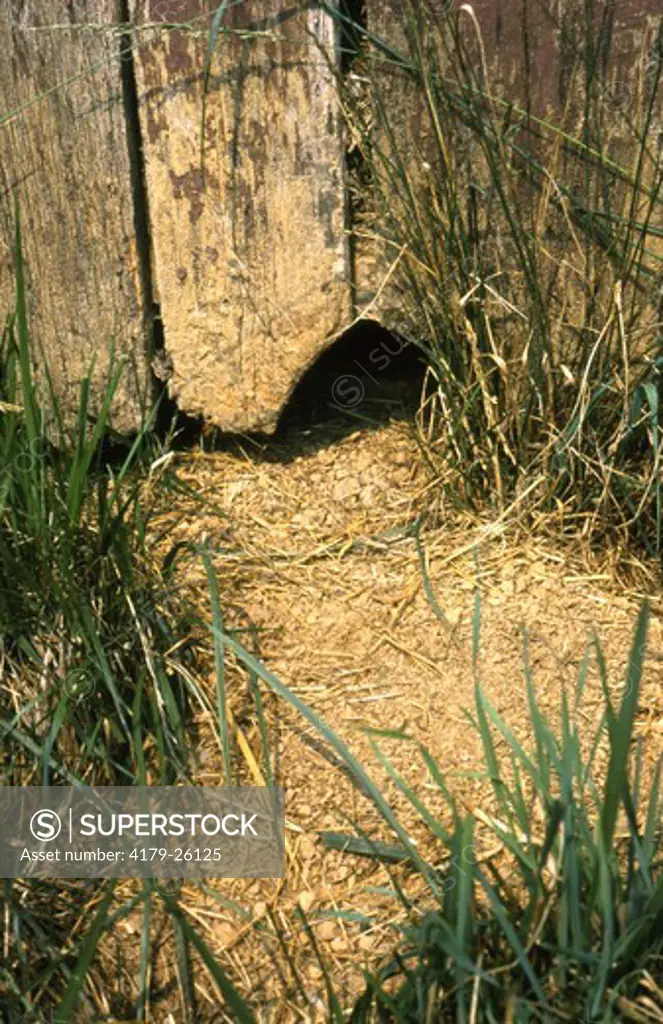 Woodchuck den under barn in Virginia (Marmota monax)