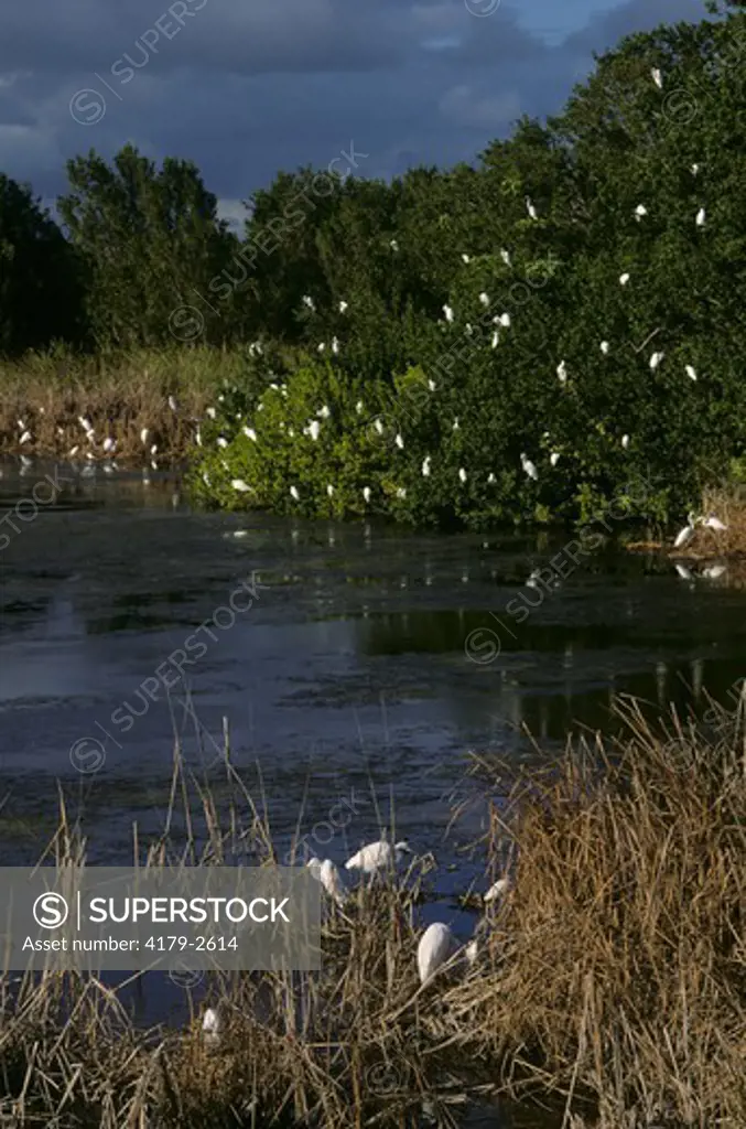 Great Egrets w/White Ibis (Casmerodius albus) Everglades NP/Florida